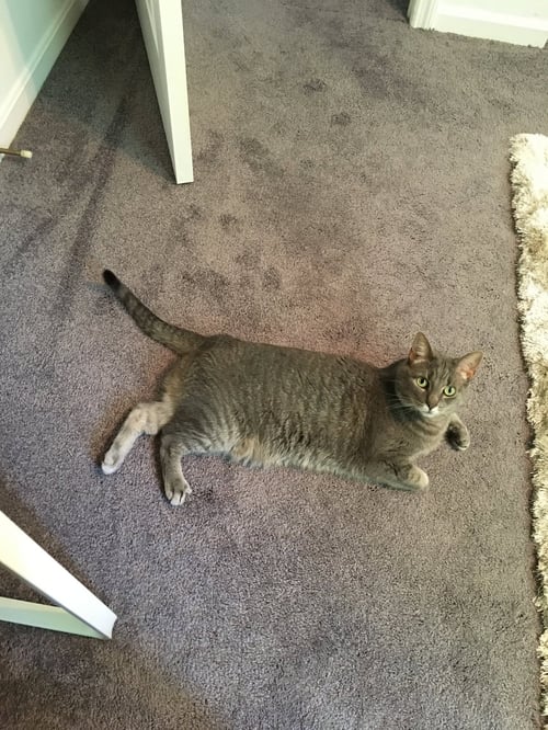 ZZ "PIPPI" COURTESY LISTING - Domestic Short Hair available for adoption