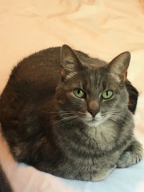 ZZ "PIPPI" COURTESY LISTING - Domestic Short Hair available for adoption