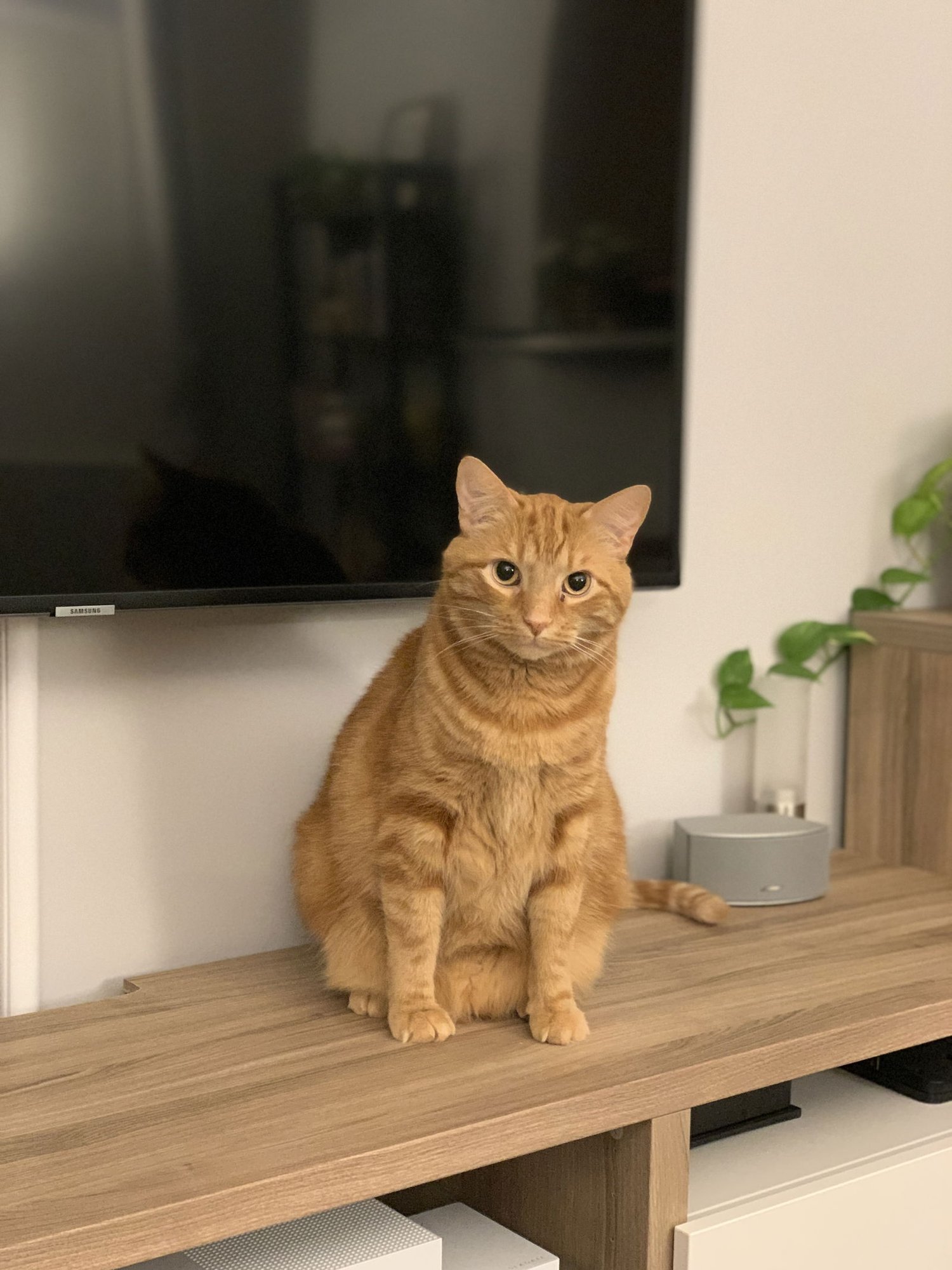 ZZ "PENNY & BLAKE" COURTESY LISTING - Tabby available for adoption