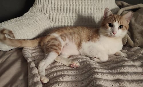 CHARLIE JOHNSON - Domestic Short Hair available for adoption