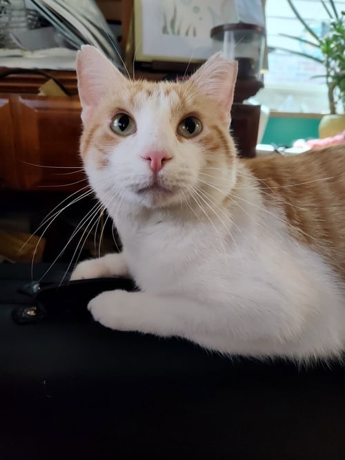 CHARLIE JOHNSON - Domestic Short Hair available for adoption