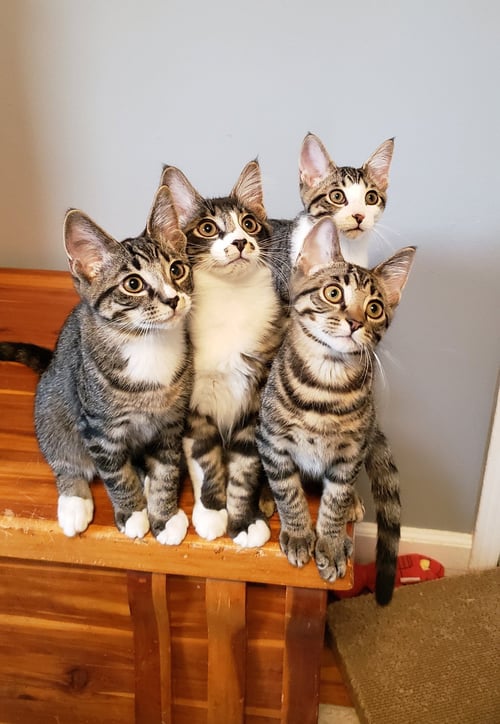 BANJO - Domestic Short Hair available for adoption