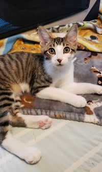Banjo - Photo 1