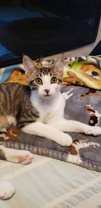 Banjo - Photo 4