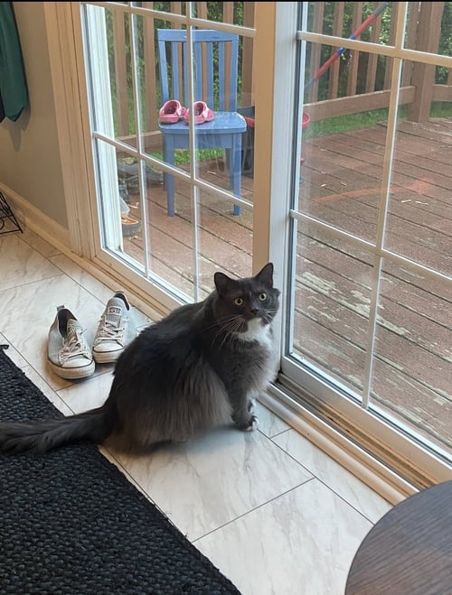ZZ "JOJO" COURTESY LISTING - Domestic Long Hair available for adoption