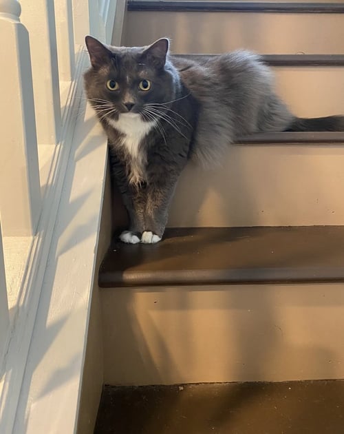 ZZ "JOJO" COURTESY LISTING - Domestic Long Hair available for adoption