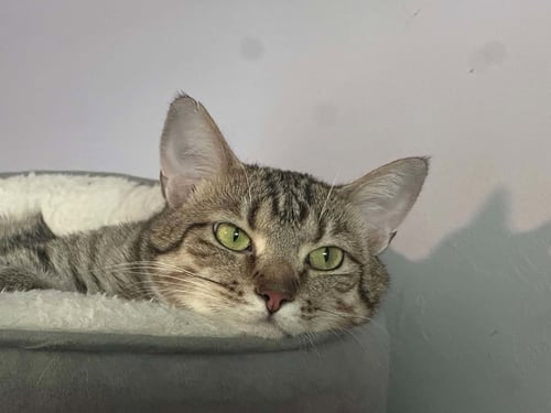 JEWEL - Tabby / Domestic Short Hair available for adoption