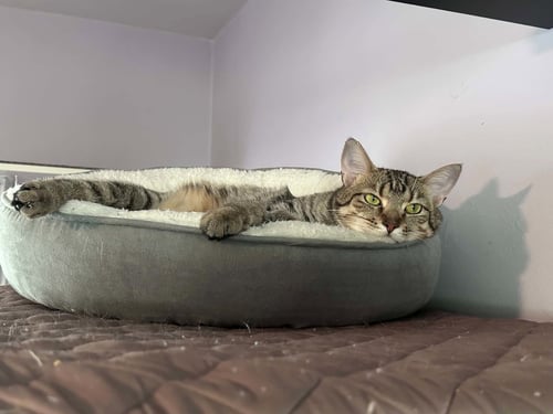 JEWEL - Tabby / Domestic Short Hair available for adoption