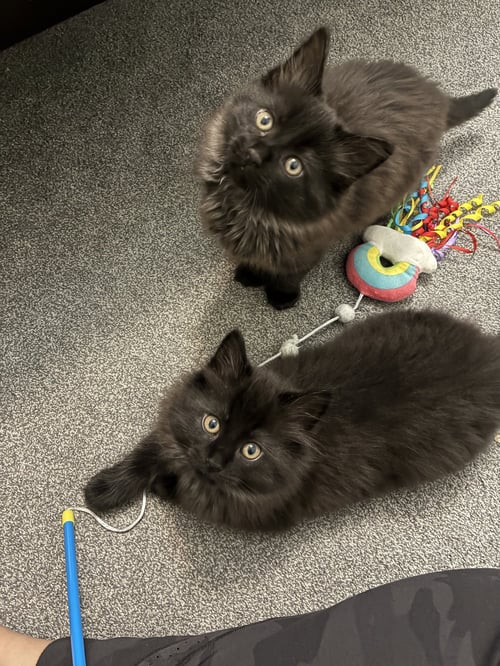 WATSON - Domestic Medium Hair available for adoption