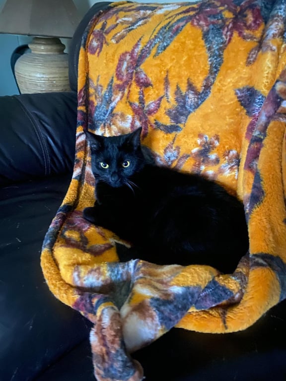 Bridgette Image