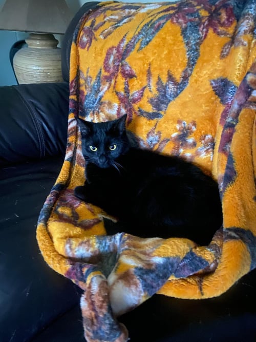 BRIDGETTE - Domestic Short Hair available for adoption
