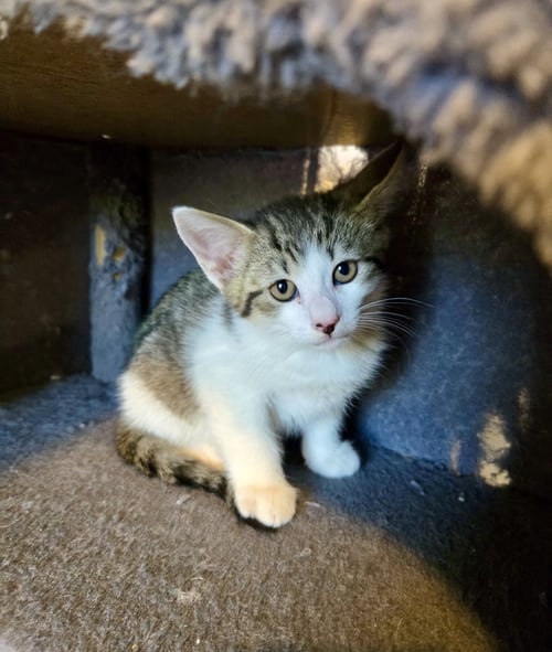 WAFFLES - Domestic Short Hair available for adoption