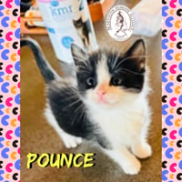 Pounce - Photo 1