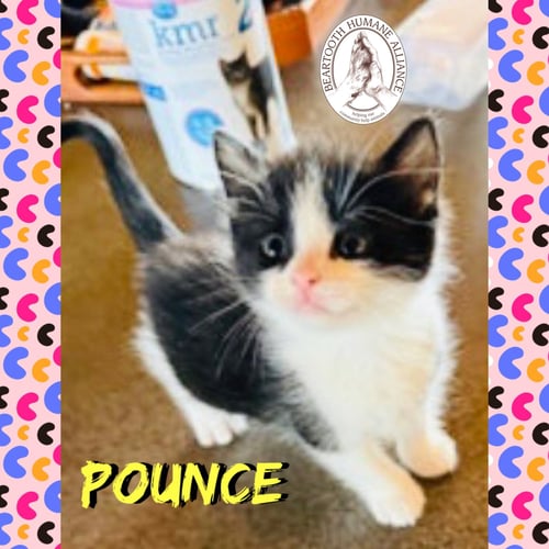 POUNCE - Domestic Short Hair available for adoption