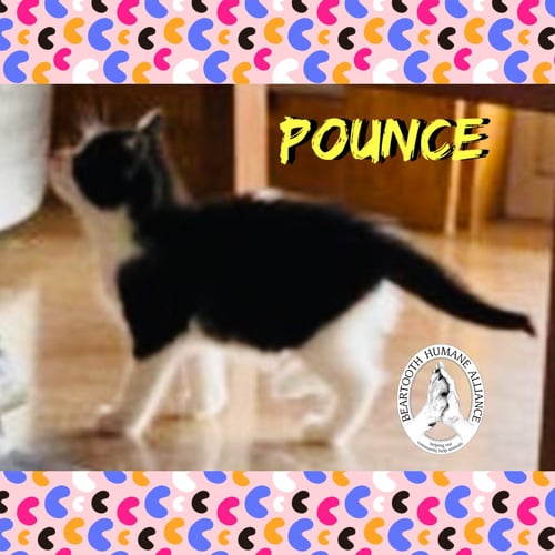 POUNCE - Domestic Short Hair available for adoption