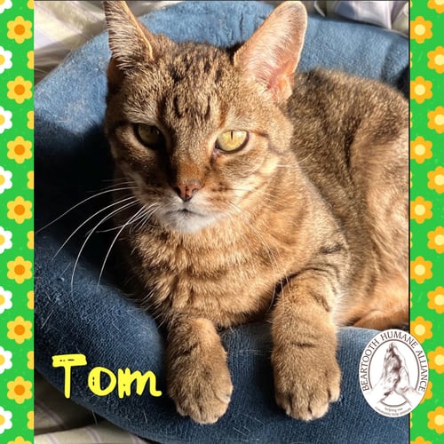 TOM - Domestic Short Hair available for adoption