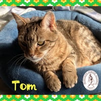 Tom - Photo 2