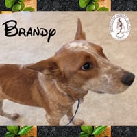 Brandy - Photo 1