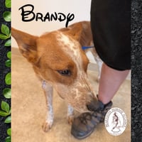 Brandy - Photo 2