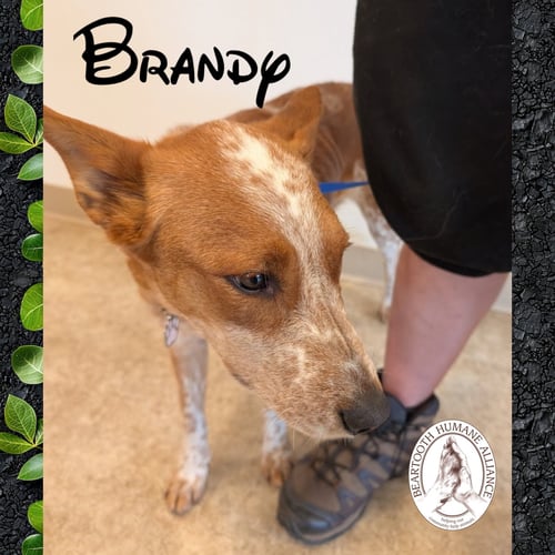 BRANDY - Red Heeler available for adoption