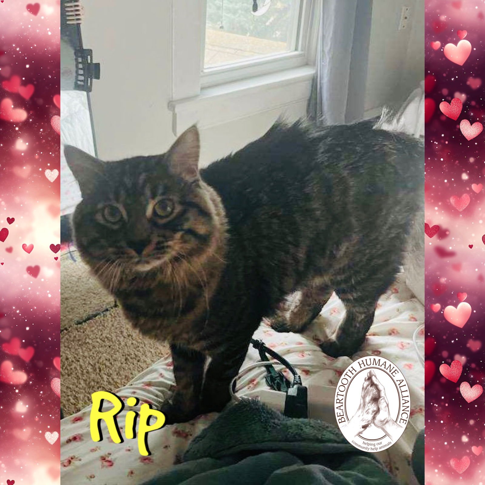 RIP - Domestic Long Hair / Maine Coon available for adoption