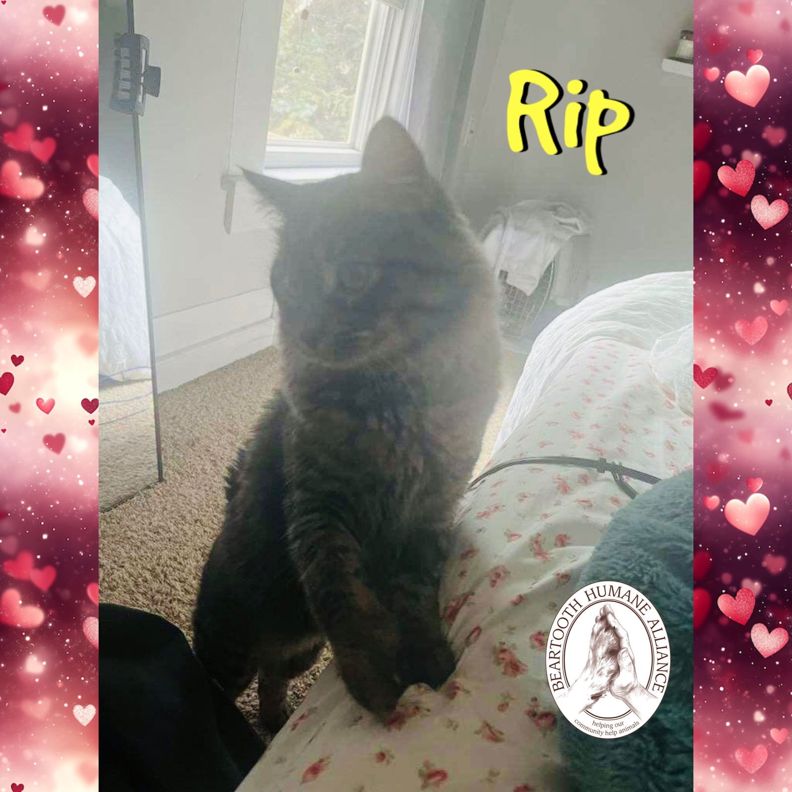 RIP - Domestic Long Hair / Maine Coon available for adoption