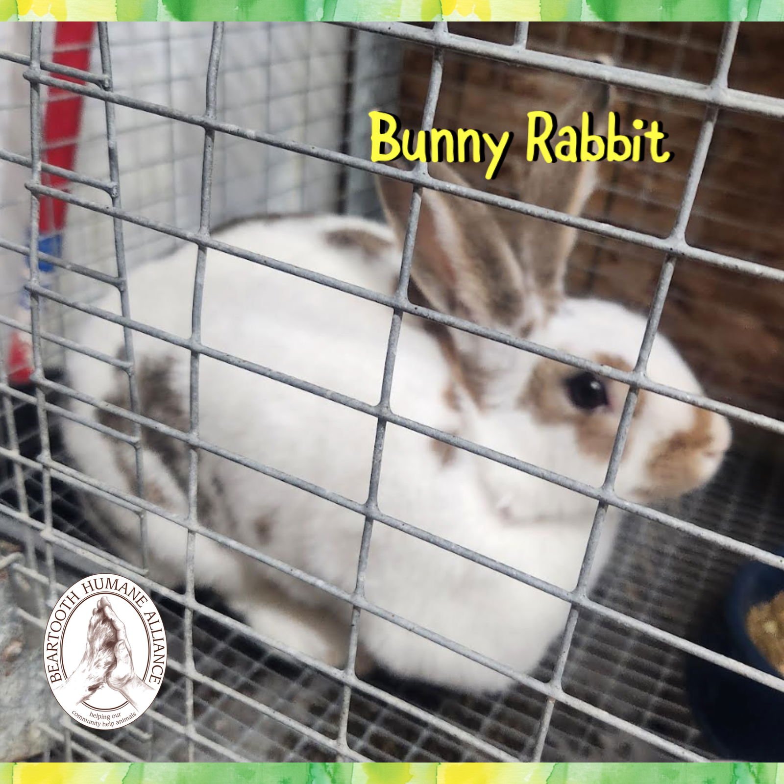 BUNNY RABBIT - English Spot available for adoption