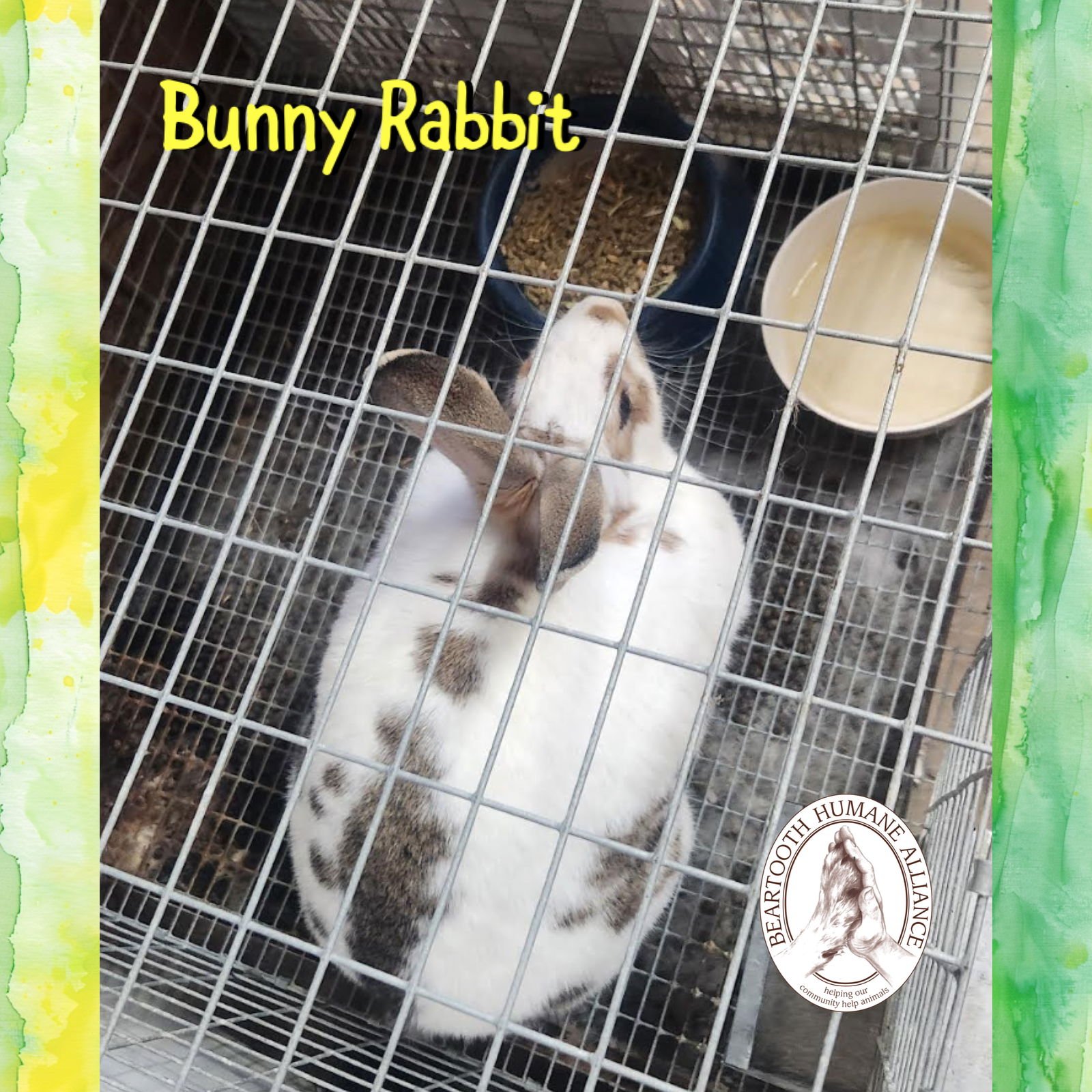 BUNNY RABBIT - English Spot available for adoption