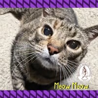 Meow Meow - Photo 1