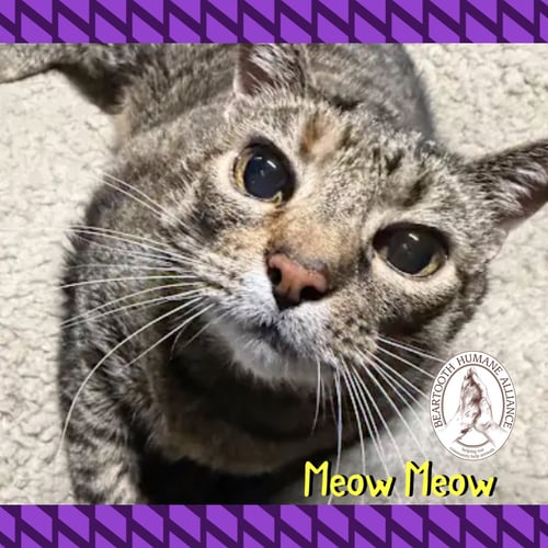 MEOW MEOW - Domestic Short Hair available for adoption