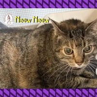Meow Meow - Photo 2