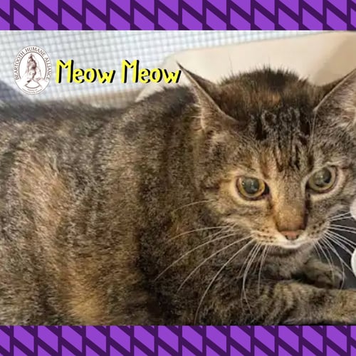 MEOW MEOW - Domestic Short Hair available for adoption