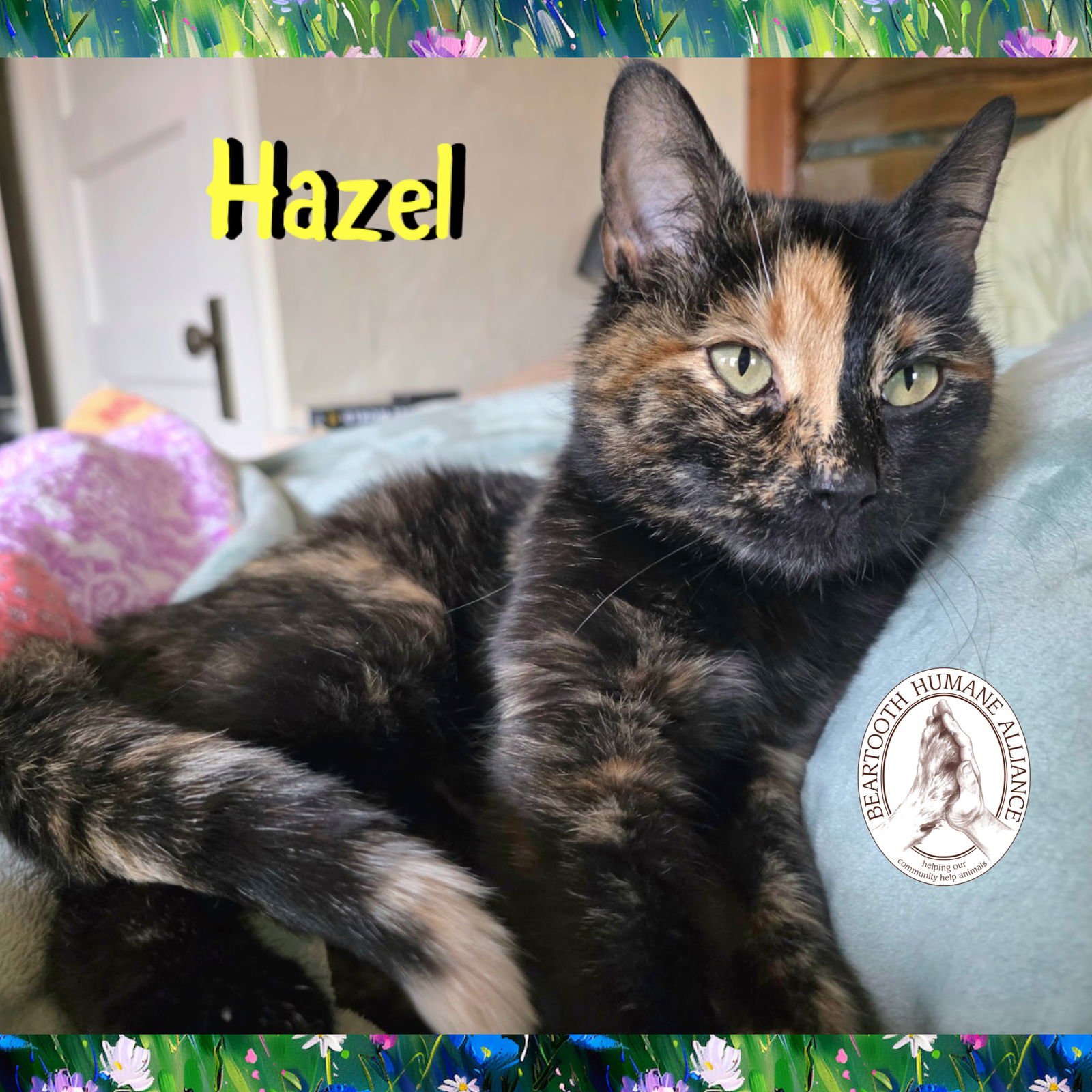 HAZEL - Domestic Short Hair available for adoption