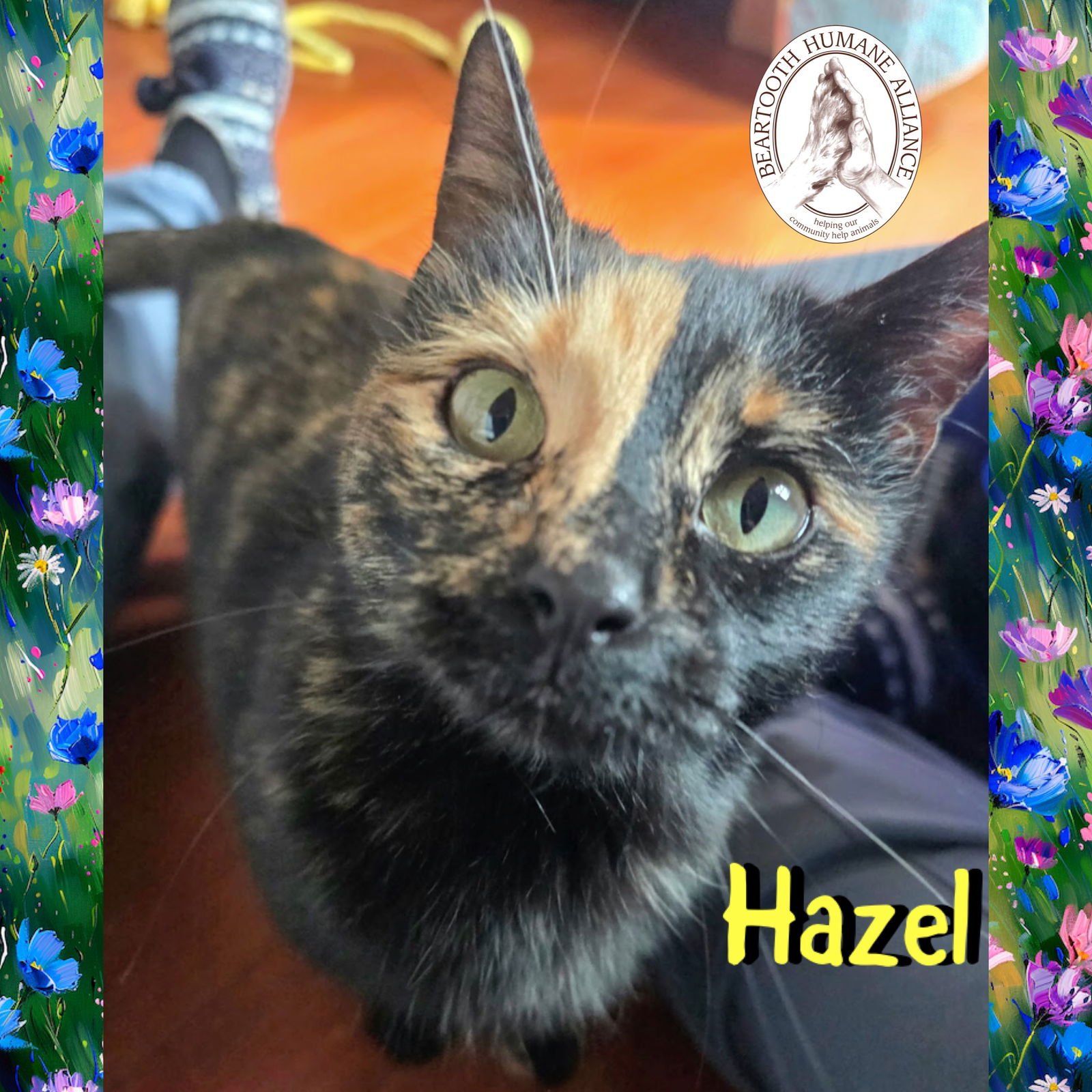 HAZEL - Domestic Short Hair available for adoption
