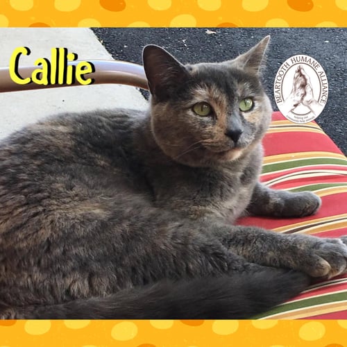 CALLIE