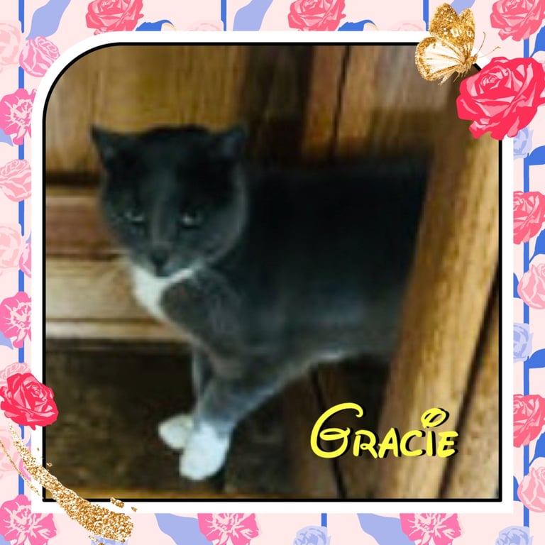 Gracie Image