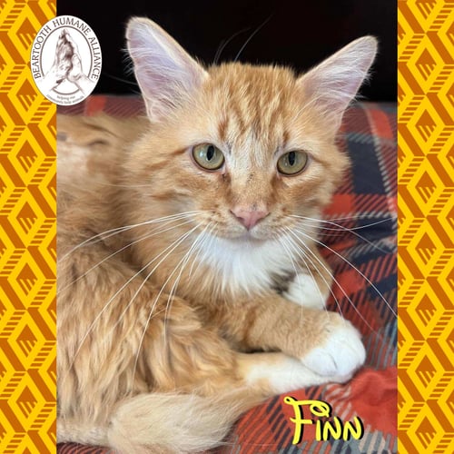 FINN - Domestic Long Hair available for adoption