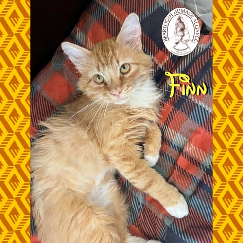 FINN - Domestic Long Hair available for adoption