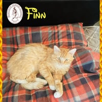Finn - Photo 3