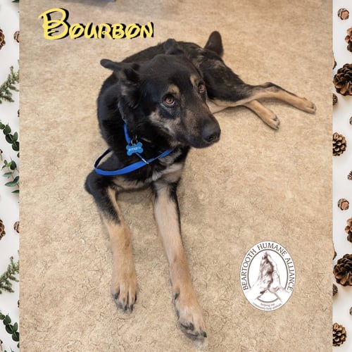 BOURBON - Australian Shepherd available for adoption
