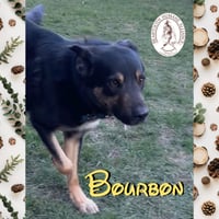 Bourbon - Photo 2
