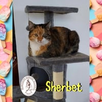 Sherbet - Photo 1