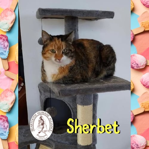 SHERBET - Domestic Short Hair available for adoption