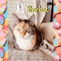 Sherbet - Photo 2