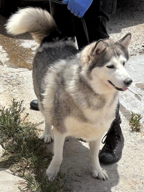 EMMA - Alaskan Malamute available for adoption