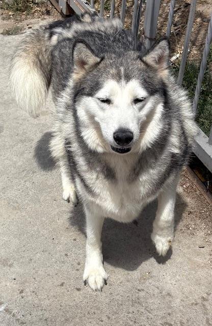 EMMA - Alaskan Malamute available for adoption