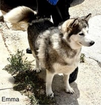 Emma - Photo 4