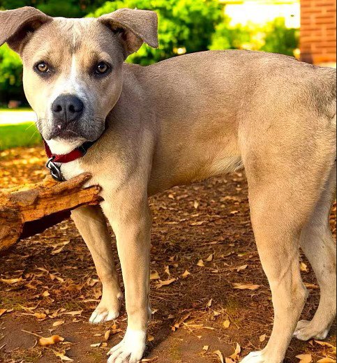 SANDEE - American Staffordshire Terrier / American Pit Bull Terrier for adoption in Oceanside