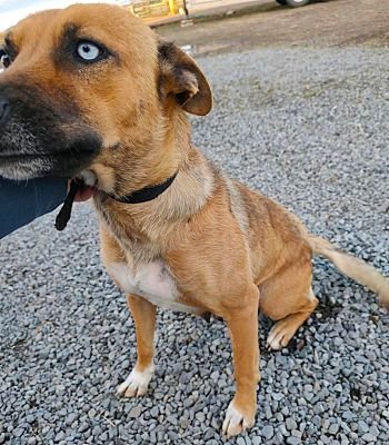 FLORA - Australian Shepherd / German Shepherd Dog for adoption in Oceanside