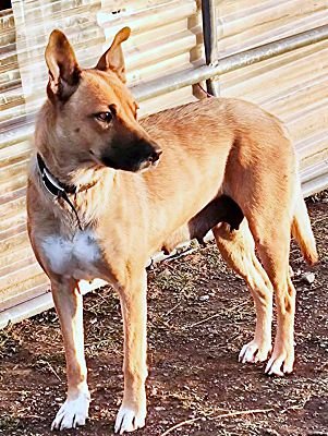 FLORA - Australian Shepherd / German Shepherd Dog available for adoption